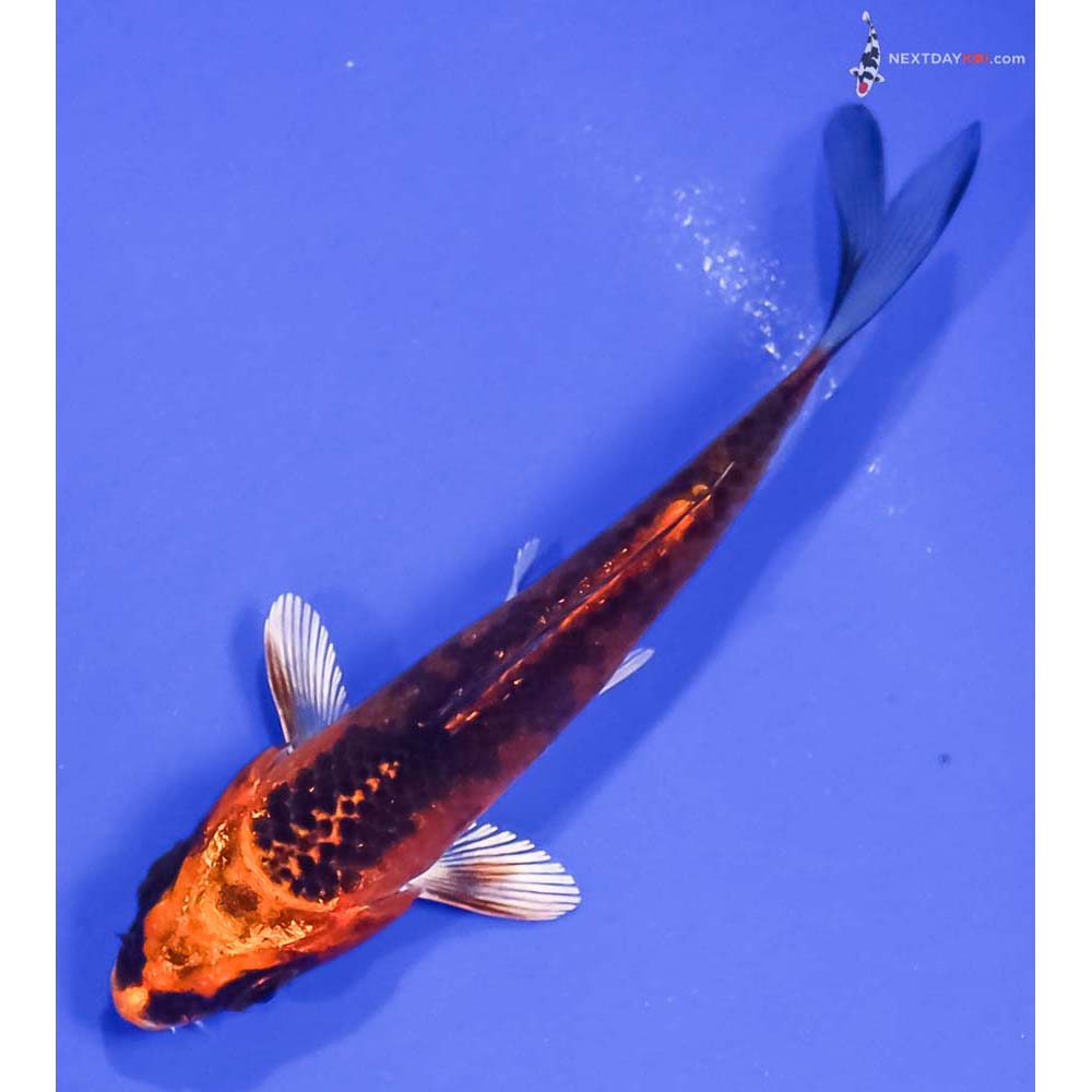 3.5” Imported Kujaku