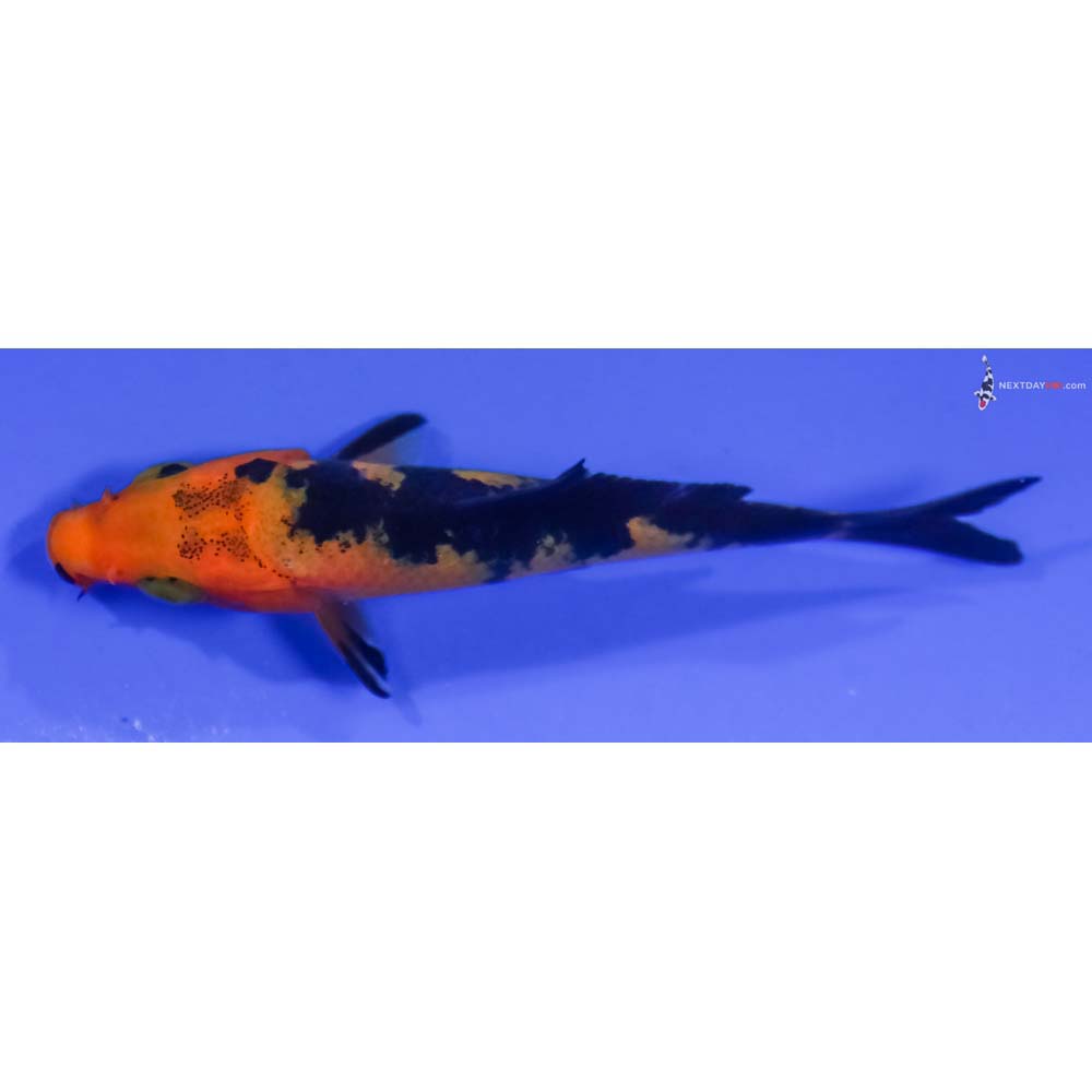 3” Imported Aka Bekko