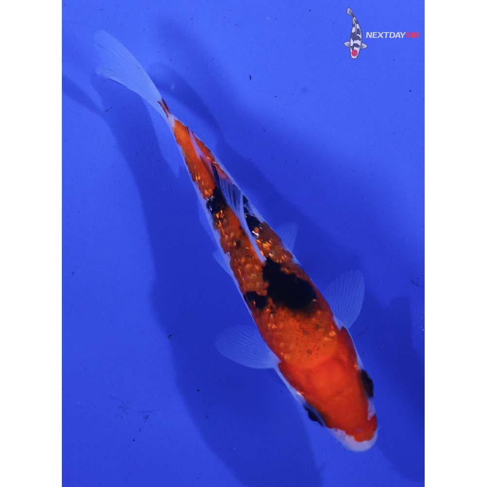 4” Imported Gin Rin Sanke