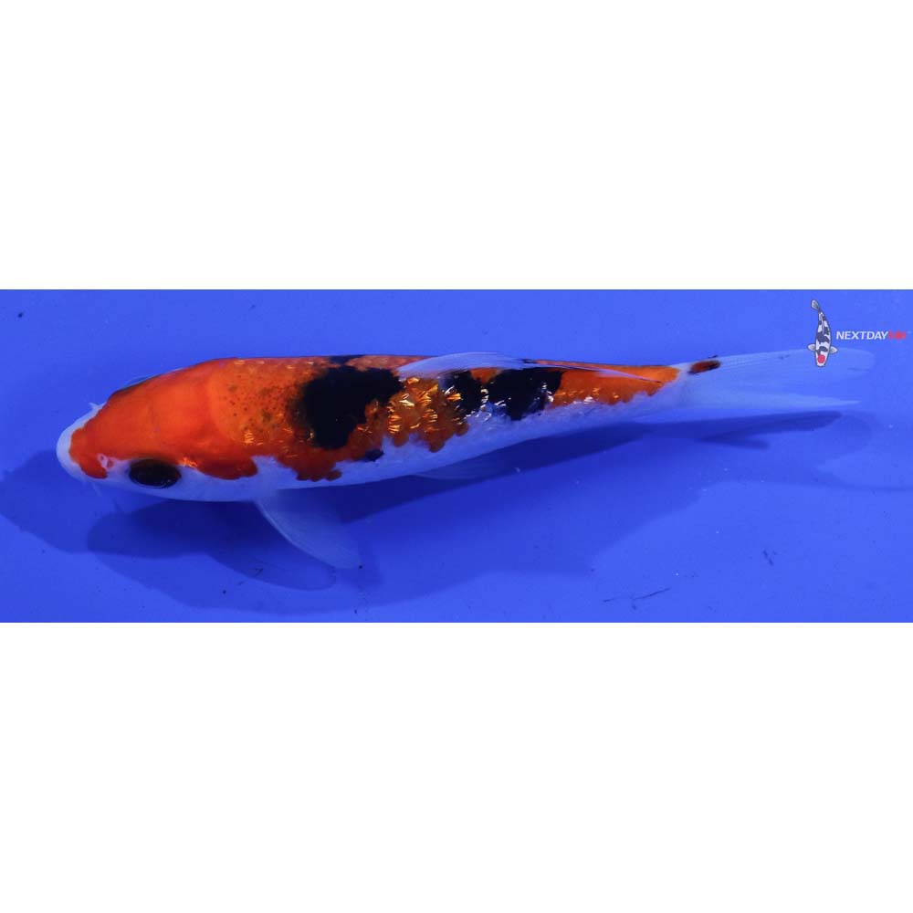 4” Imported Gin Rin Sanke