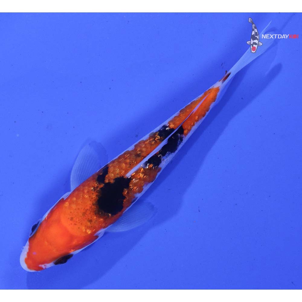 4” Imported Gin Rin Sanke
