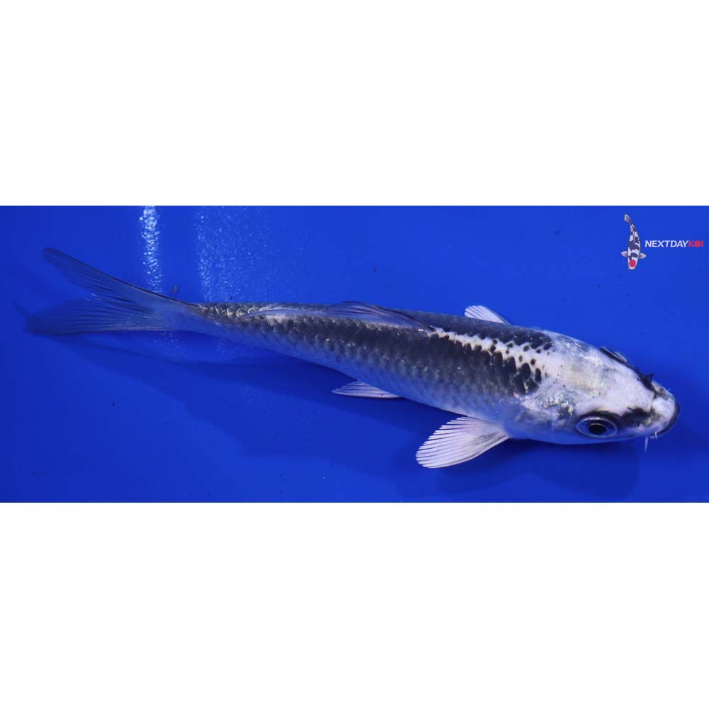 4” Imported Gin Matsuba