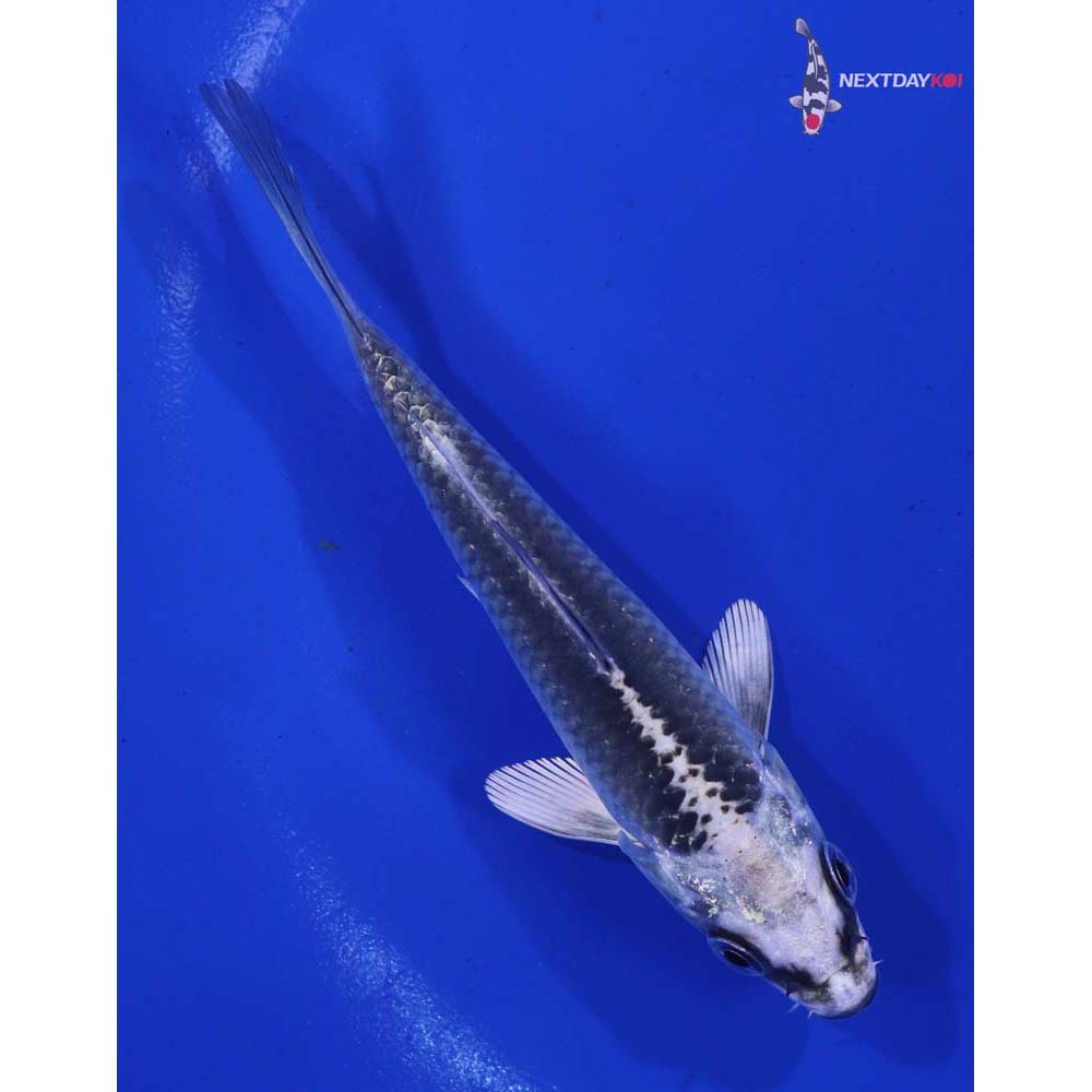 4” Imported Gin Matsuba