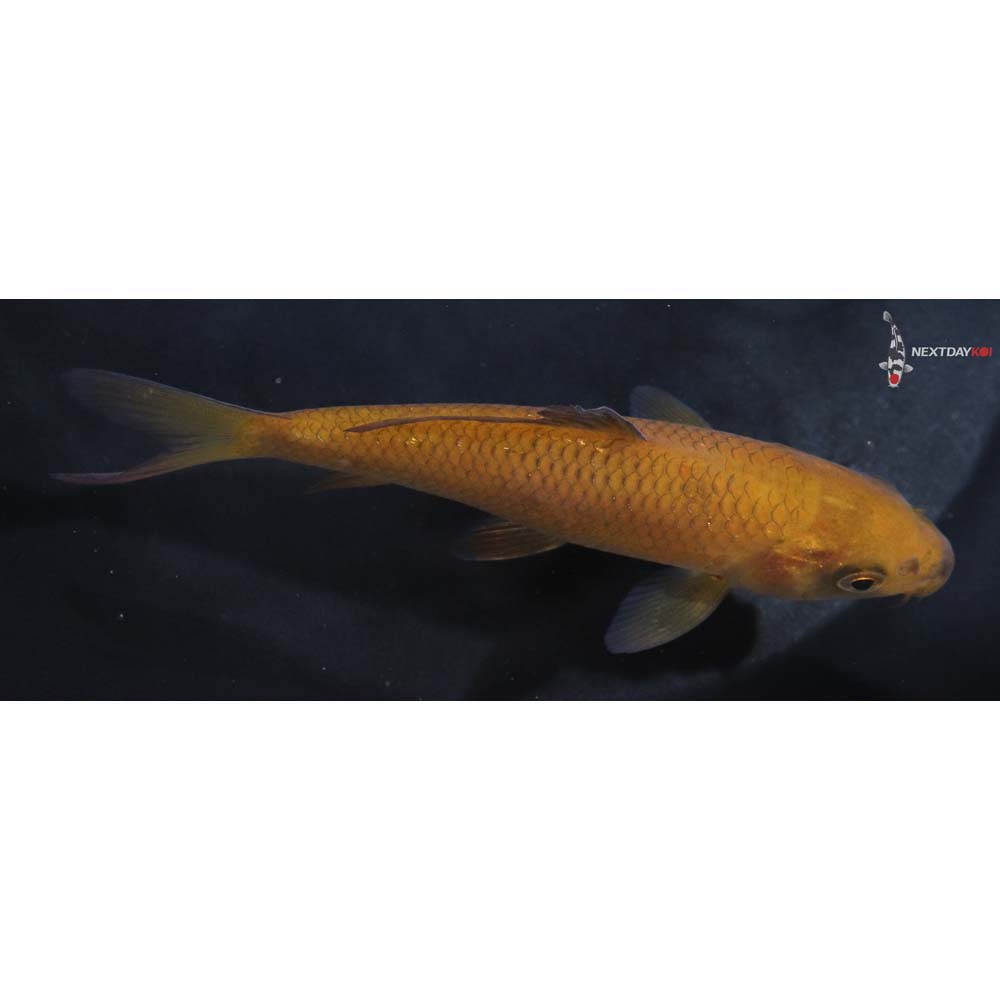 4.5” Imported Chagoi