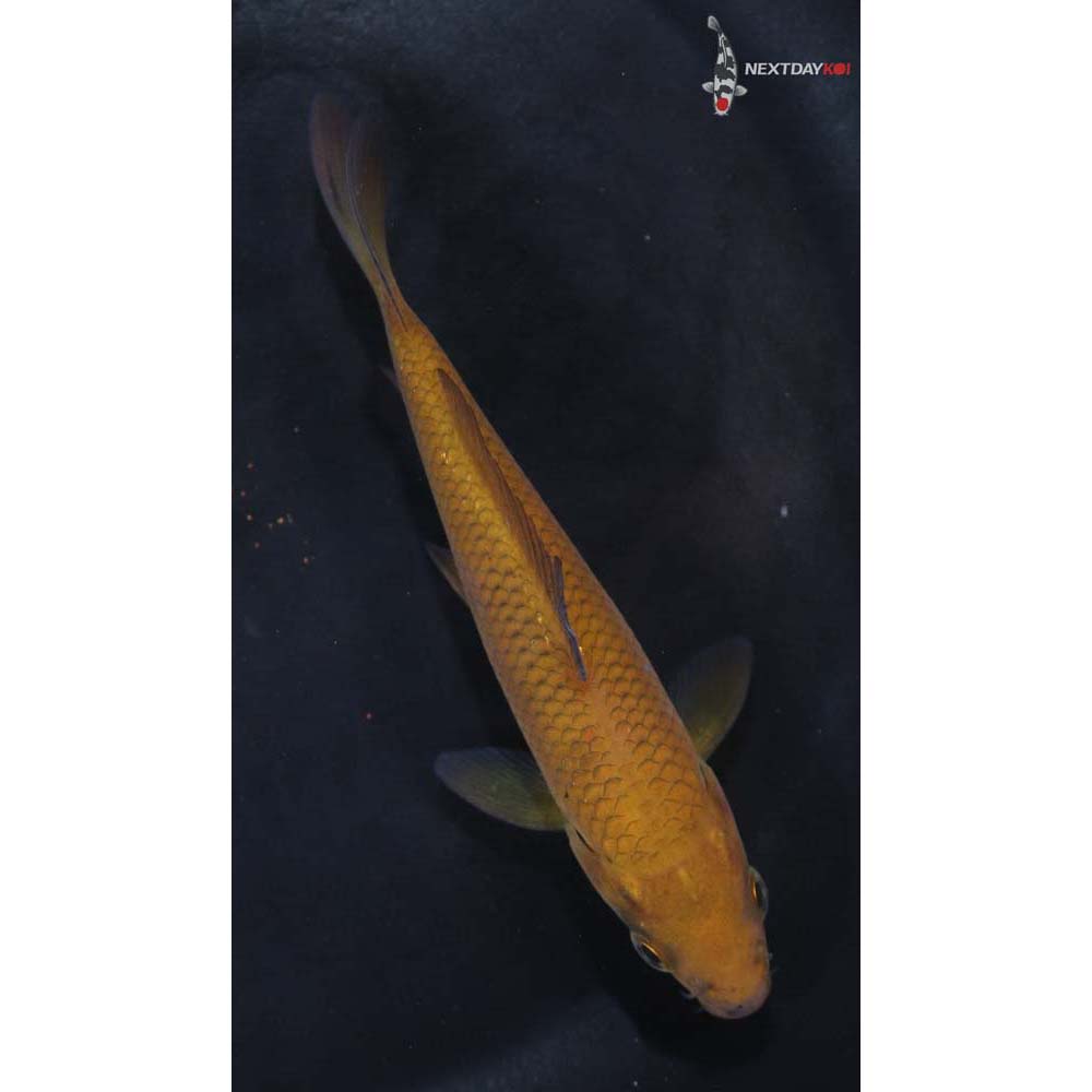 4.5” Imported Chagoi