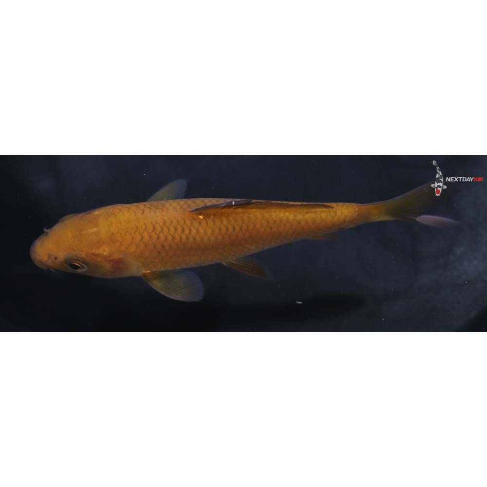 4.5” Imported Chagoi
