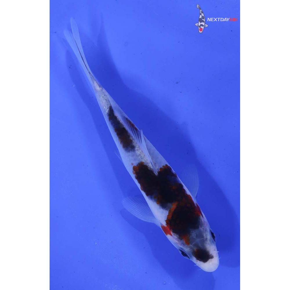 4.5” Imported Goromo