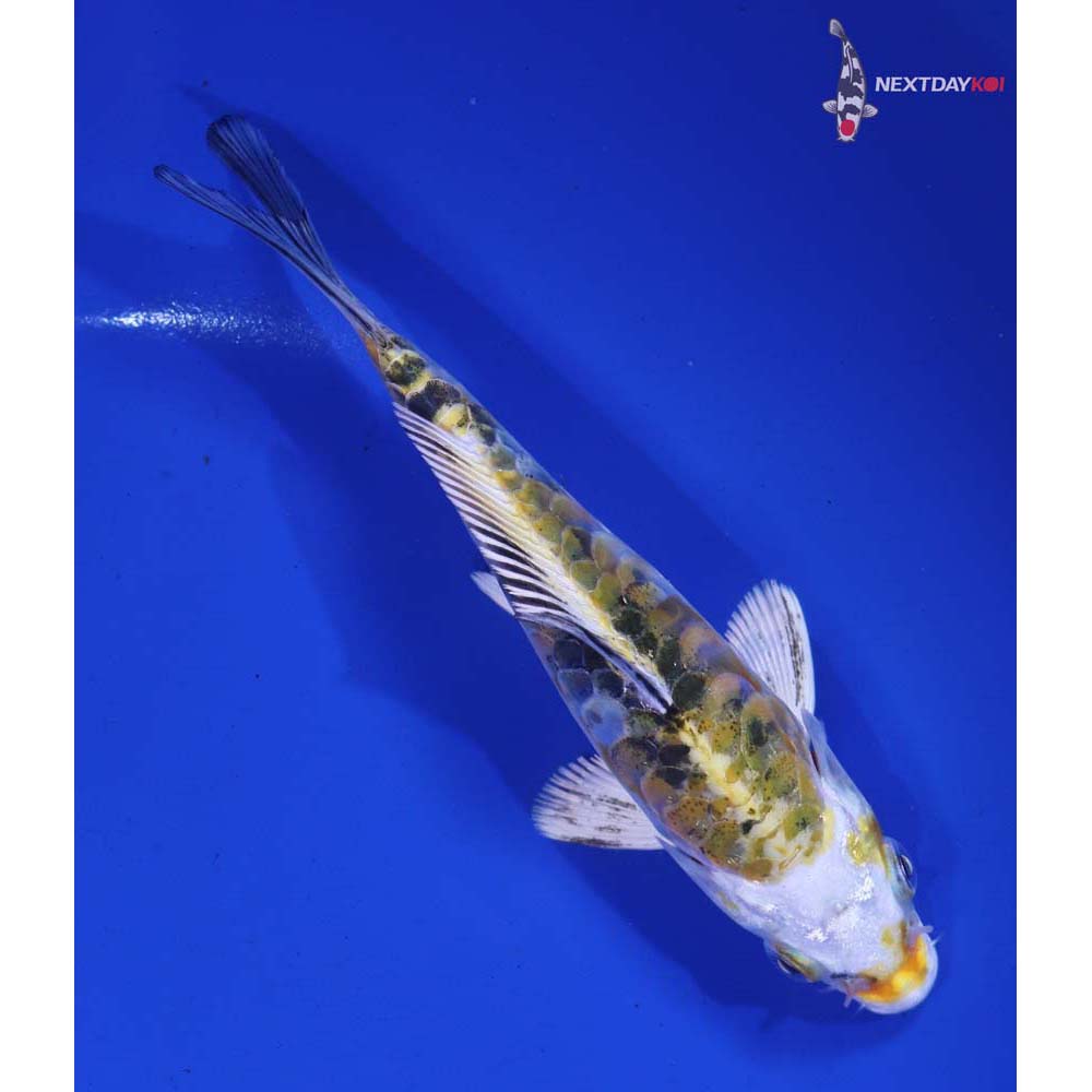 5.5” Imported Armor Scaled Yamato Nishiki