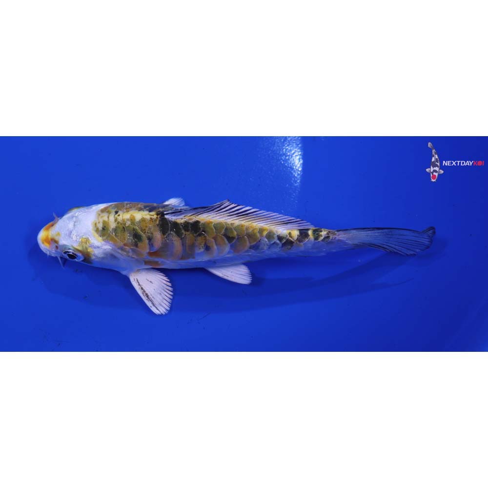 5.5” Imported Armor Scaled Yamato Nishiki