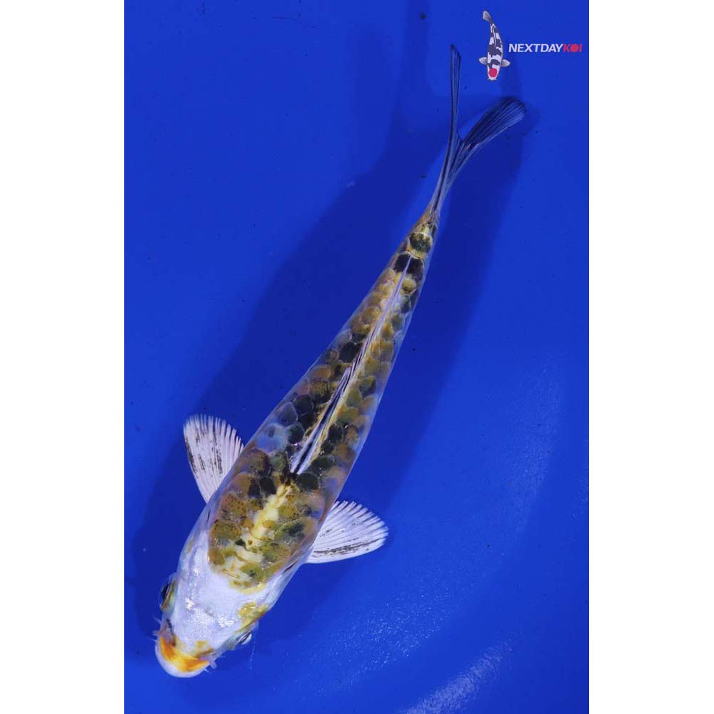 5.5” Imported Armor Scaled Yamato Nishiki