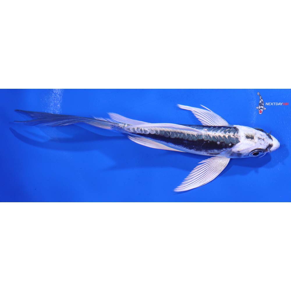 5.5” Imported Kikokuryu Butterfly Koi