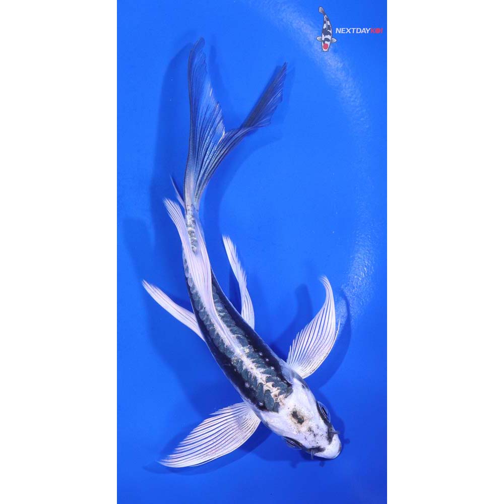 5.5” Imported Kikokuryu Butterfly Koi