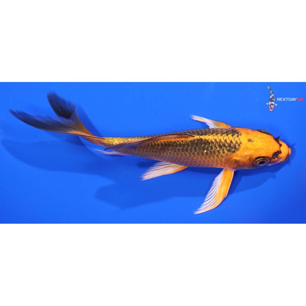 5” Imported Orenji Matsuba Butterfly Koi
