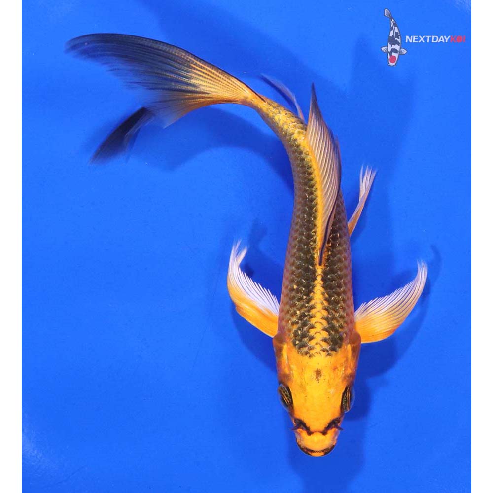 5” Imported Orenji Matsuba Butterfly Koi