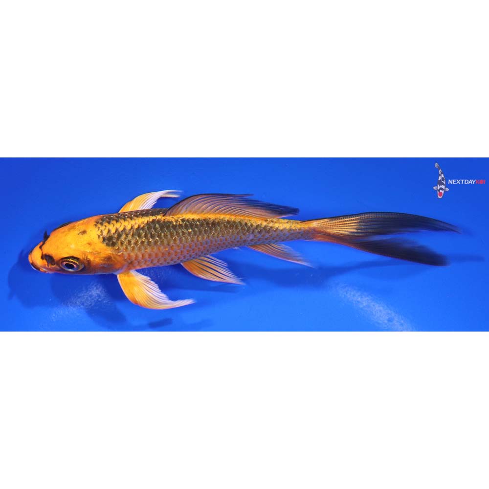 5” Imported Orenji Matsuba Butterfly Koi