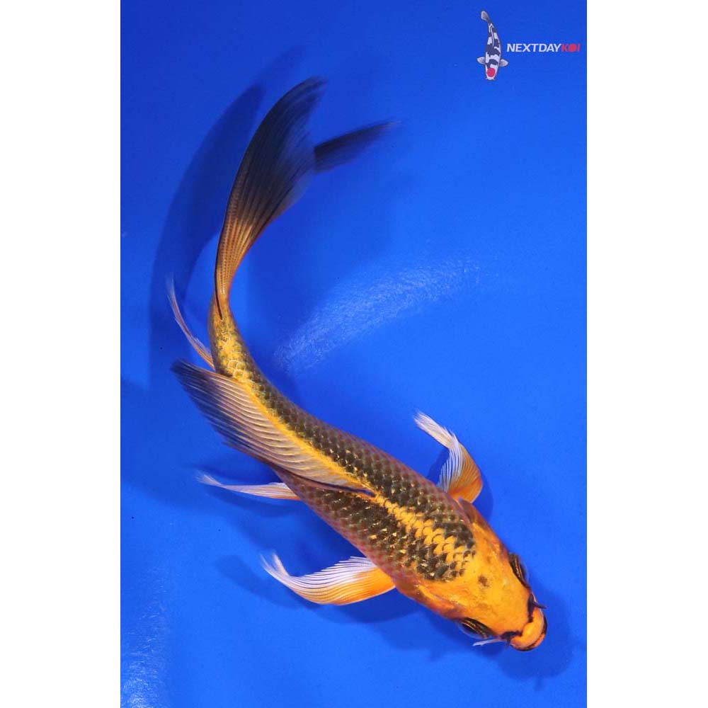 5” Imported Orenji Matsuba Butterfly Koi
