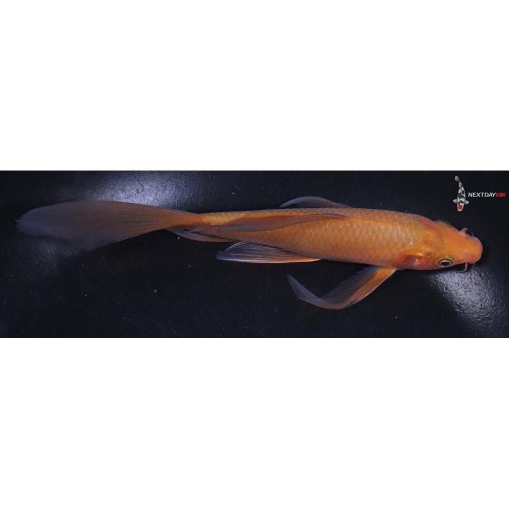 5.5” Imported Chagoi Butterfly Koi