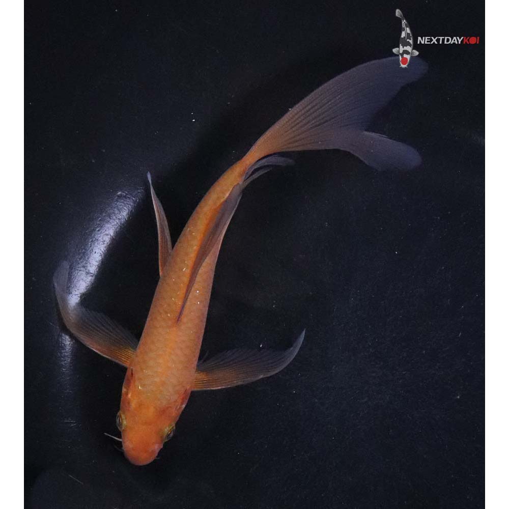 5.5” Imported Chagoi Butterfly Koi