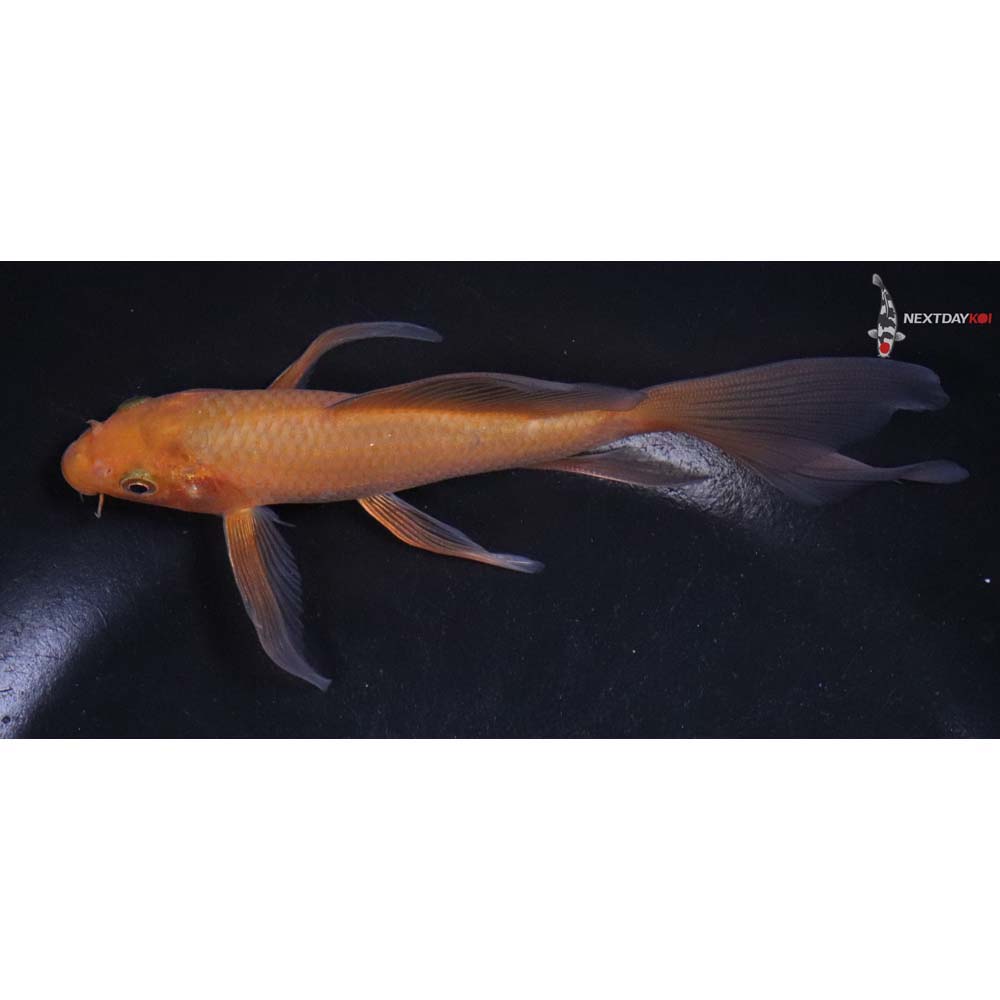 5.5” Imported Chagoi Butterfly Koi
