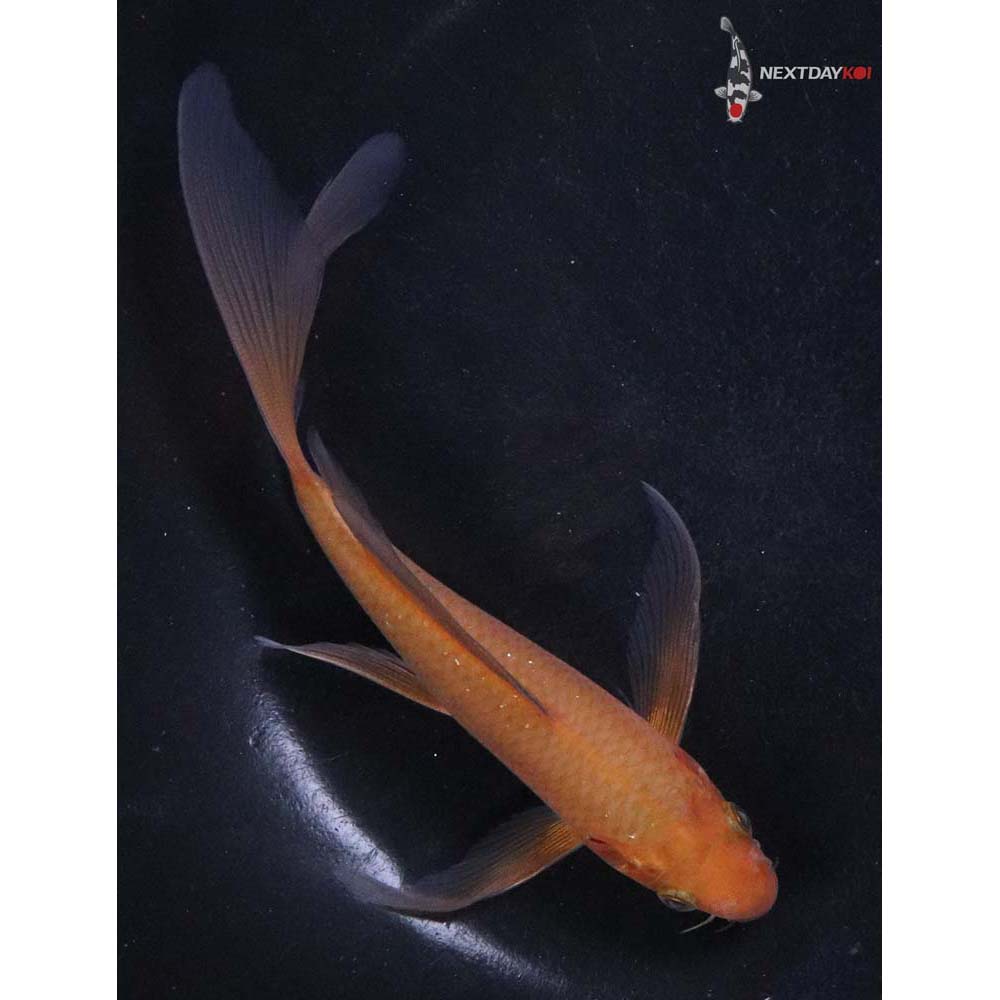 5.5” Imported Chagoi Butterfly Koi