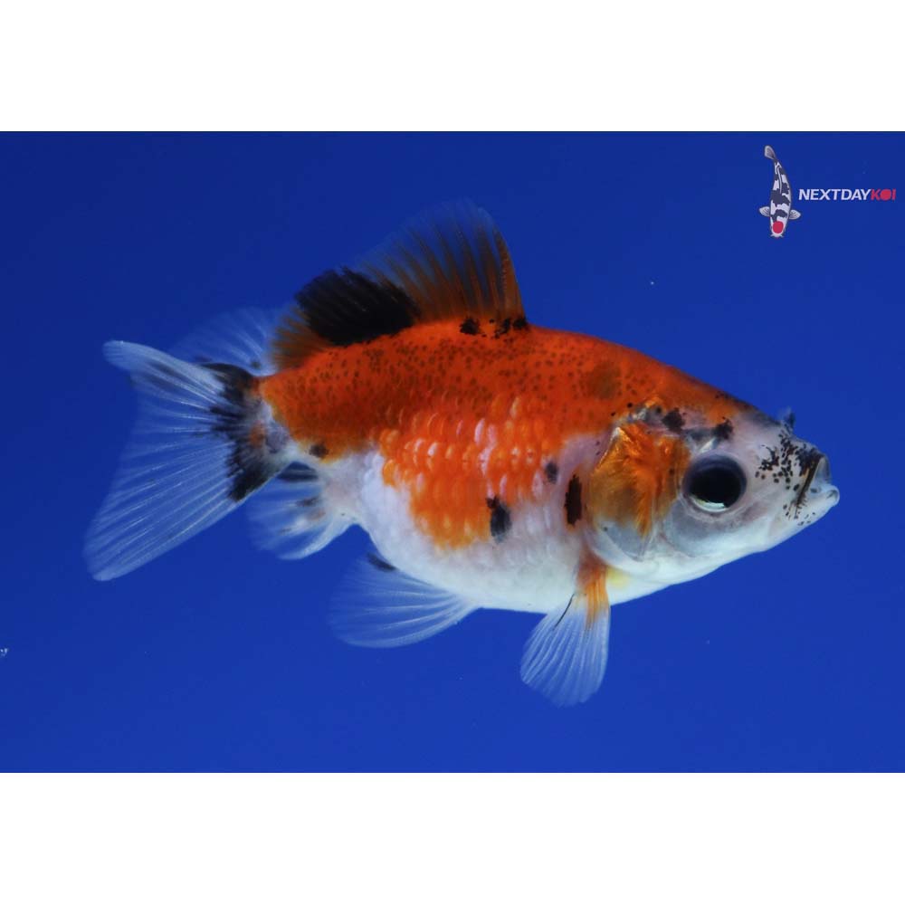 2.5” Imported Calico Pearlscale