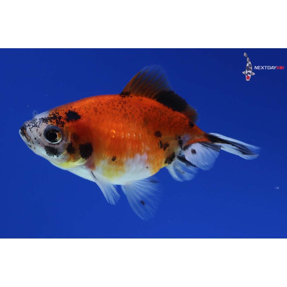 2.5” Imported Calico Pearlscale