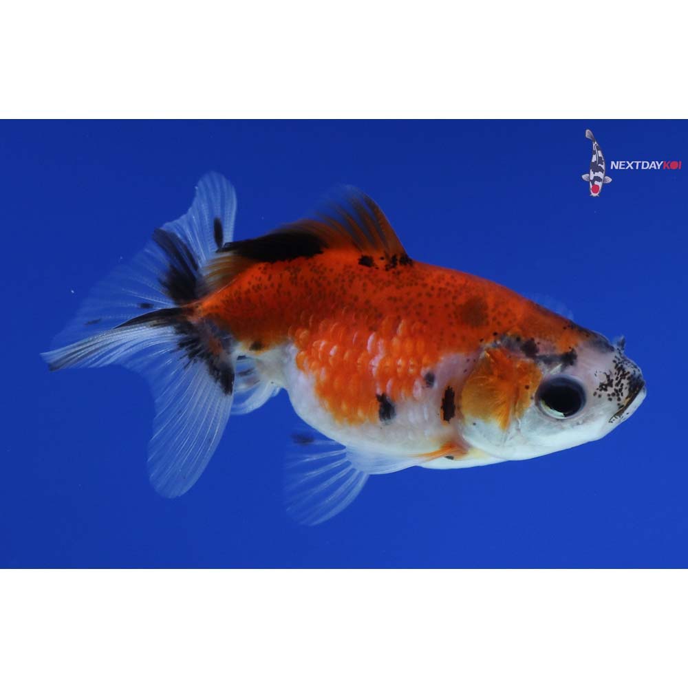 2.5” Imported Calico Pearlscale