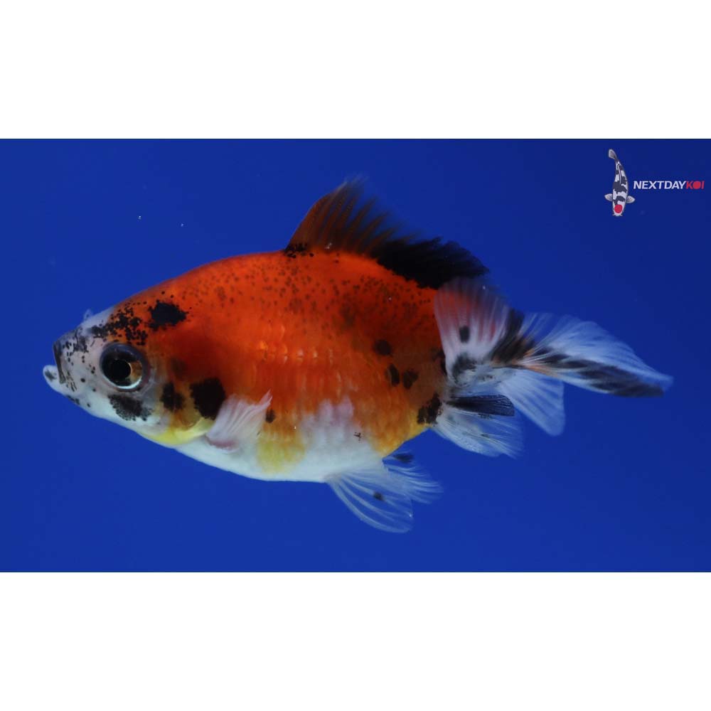 2.5” Imported Calico Pearlscale