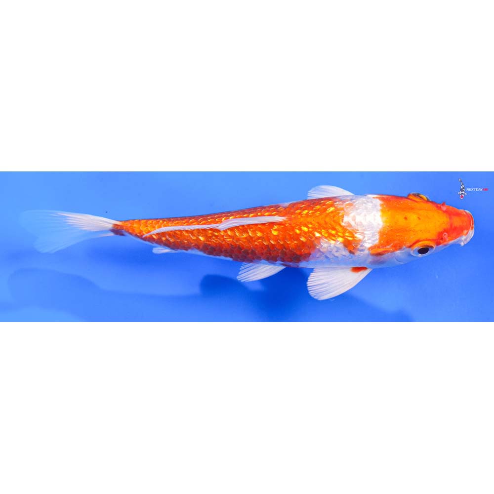 6” Imported Gin Rin Hariwake