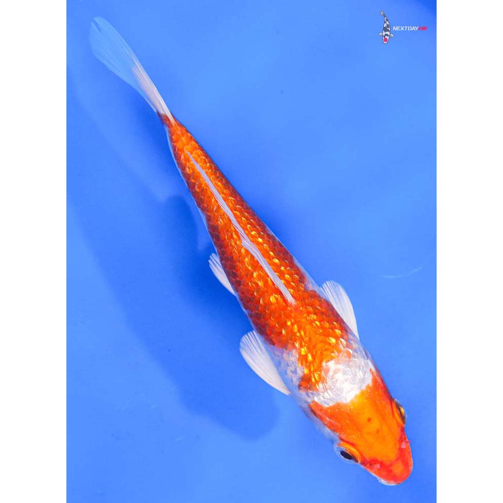 6” Imported Gin Rin Hariwake