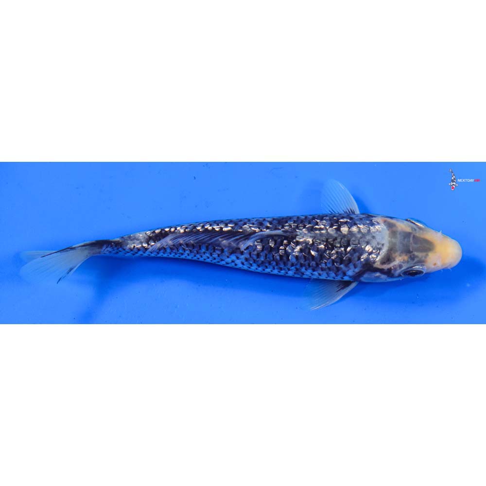 6” Imported Gin Rin Matsukawabakke