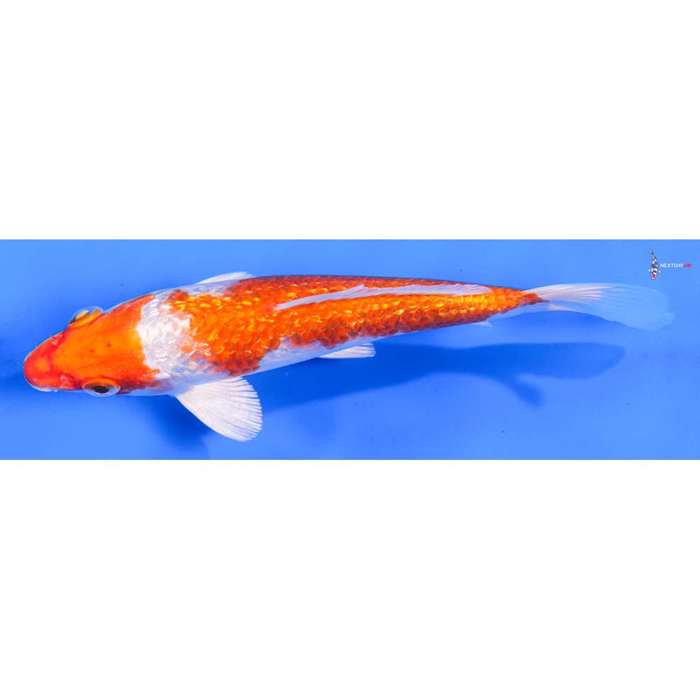 6” Imported Gin Rin Hariwake