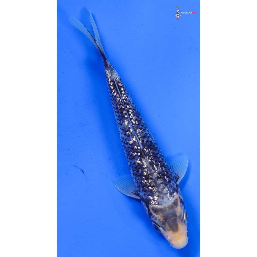 6” Imported Gin Rin Matsukawabakke