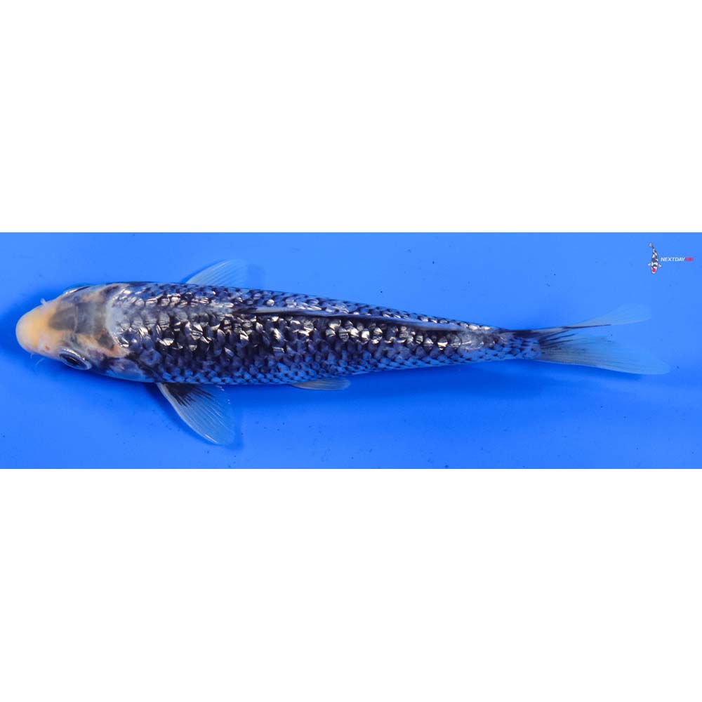 6” Imported Gin Rin Matsukawabakke