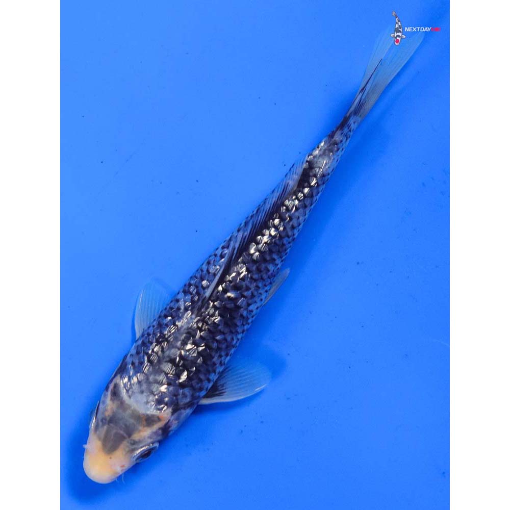 6” Imported Gin Rin Matsukawabakke