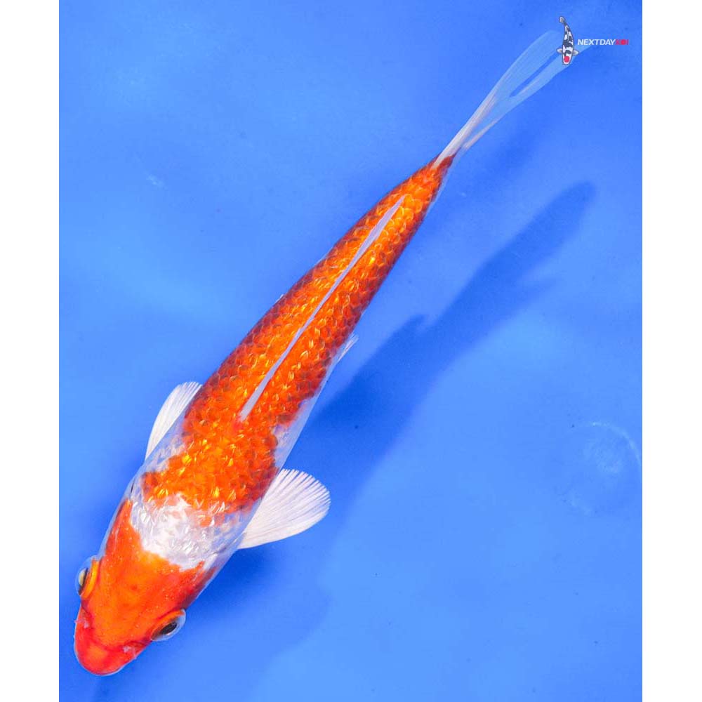 6” Imported Gin Rin Hariwake