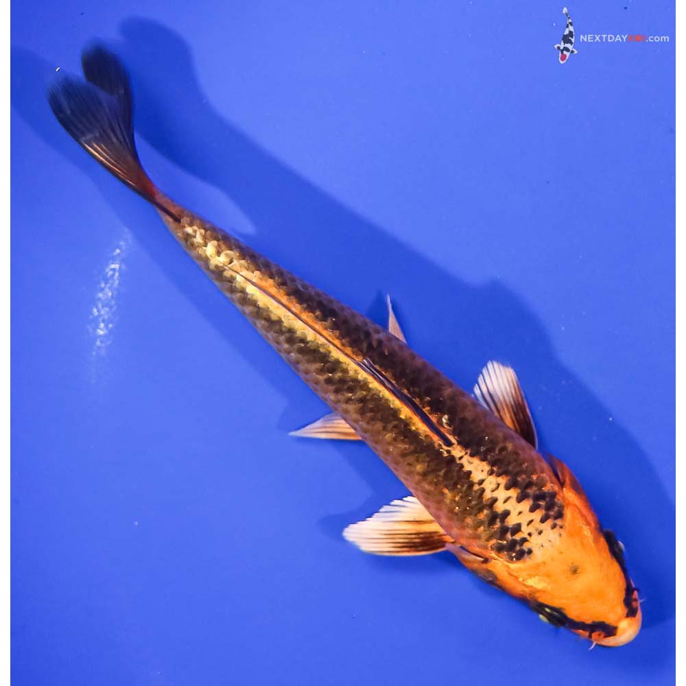 6” Imported Orenji Matsuba