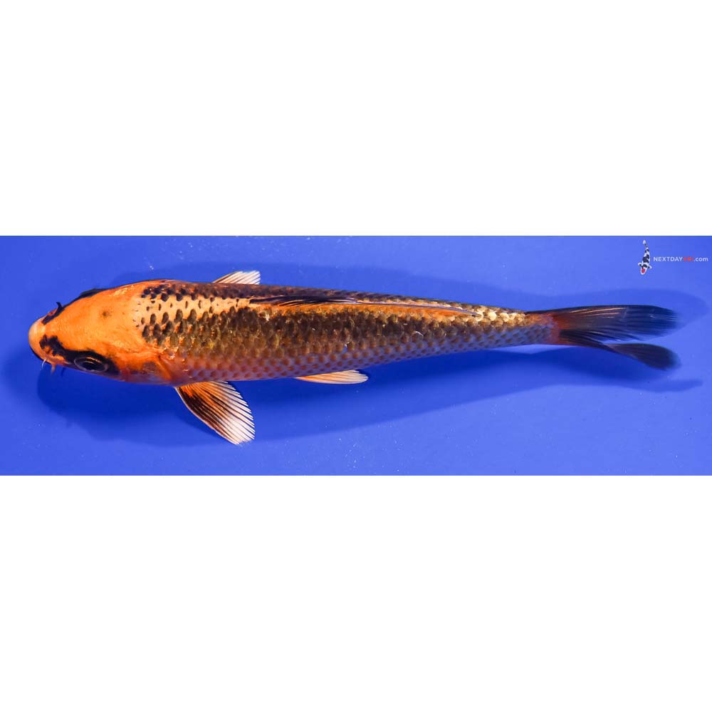 6” Imported Orenji Matsuba