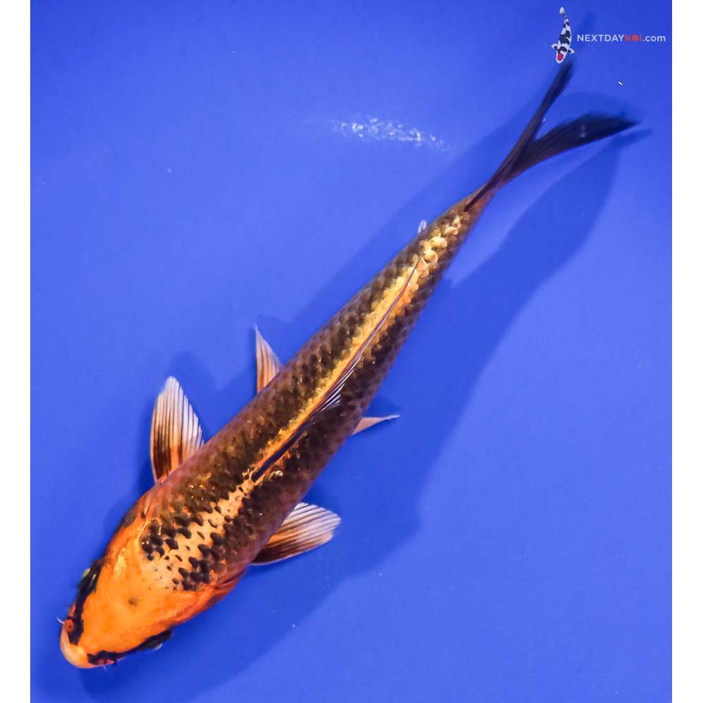 6” Imported Orenji Matsuba