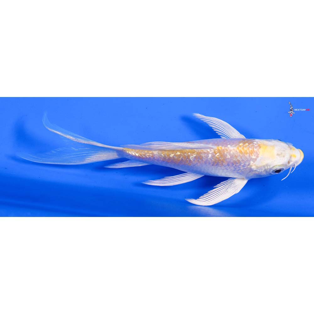 5” Imported Gin Rin Lemon Hariwake Butterfly Koi