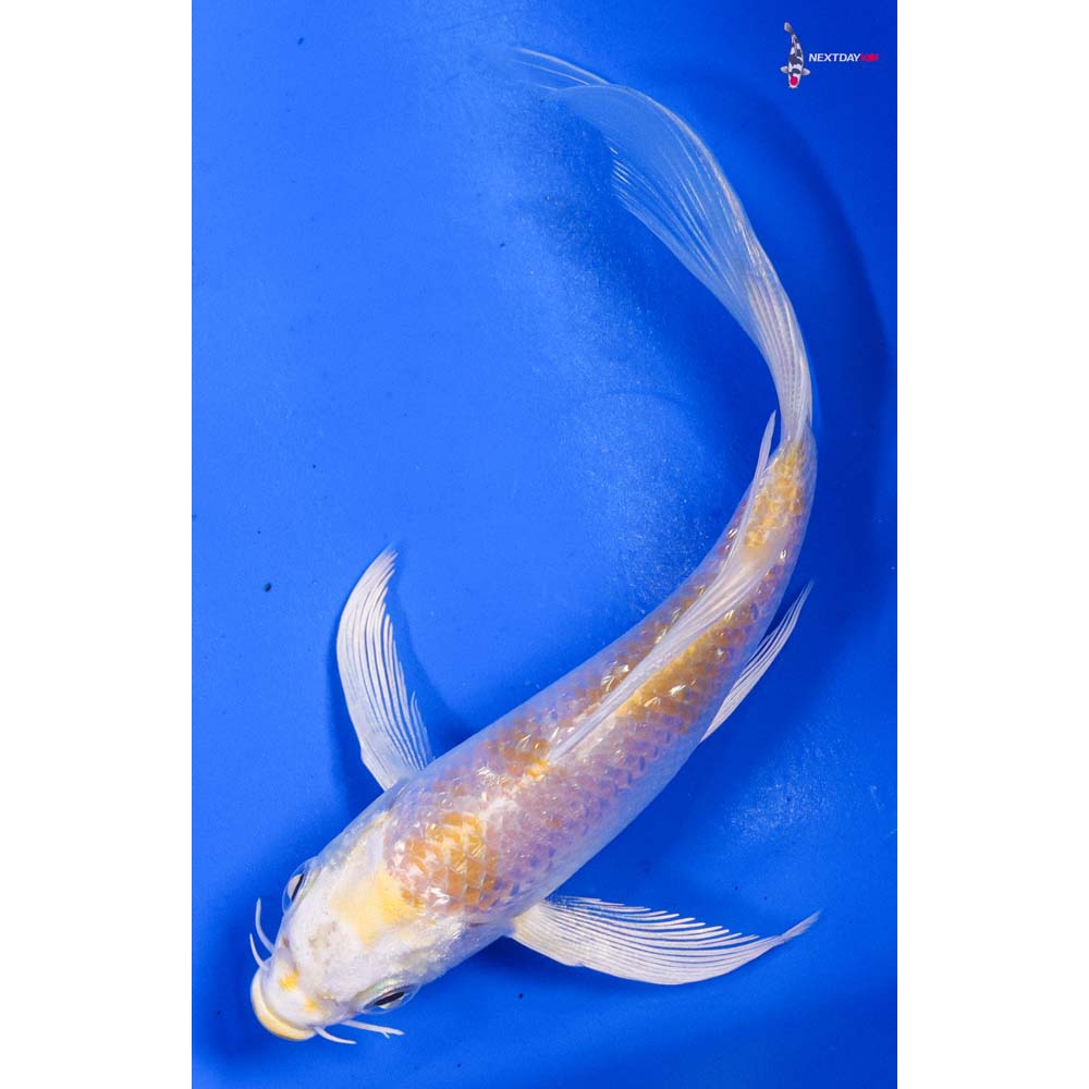 5” Imported Gin Rin Lemon Hariwake Butterfly Koi
