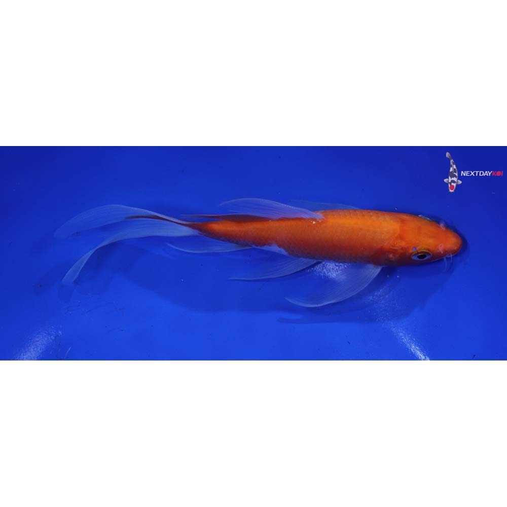 6” Imported Kohaku Butterfly Koi