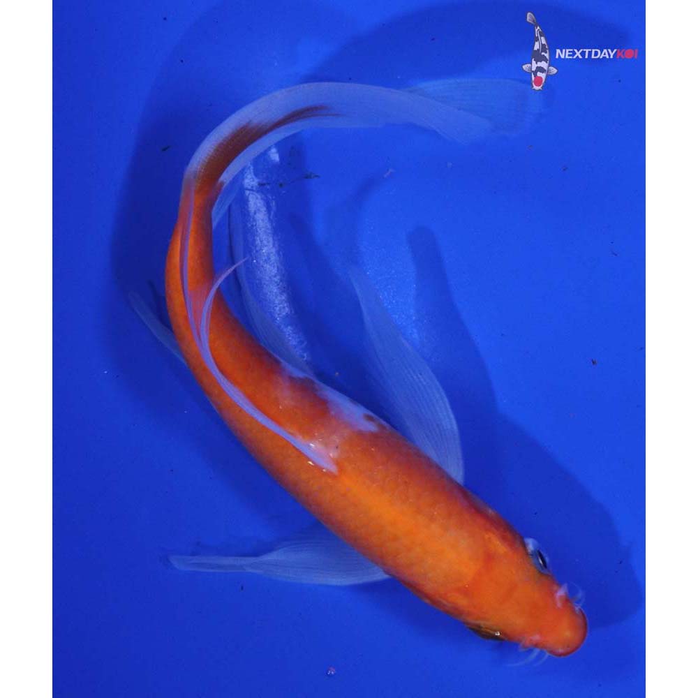 6” Imported Kohaku Butterfly Koi