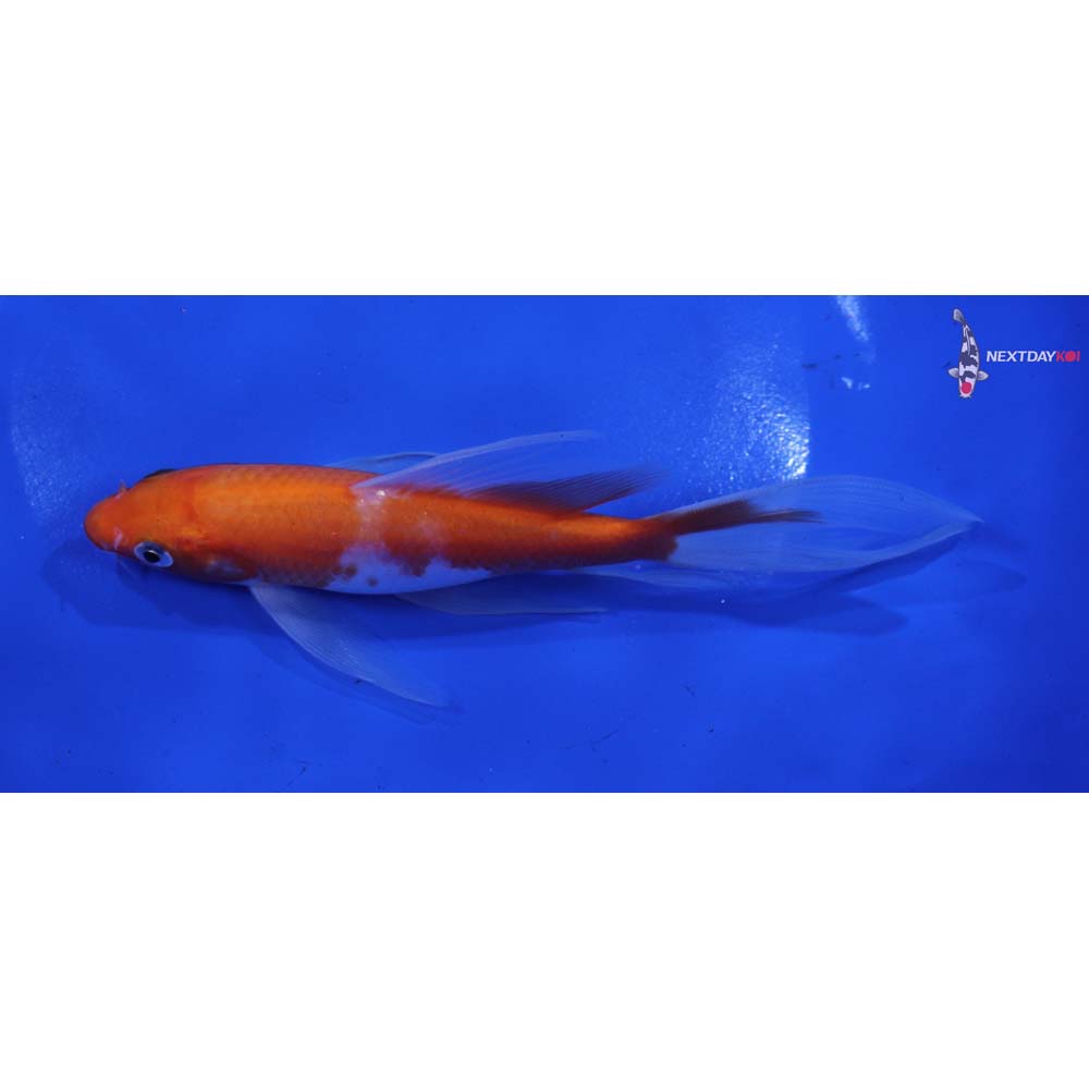 6” Imported Kohaku Butterfly Koi