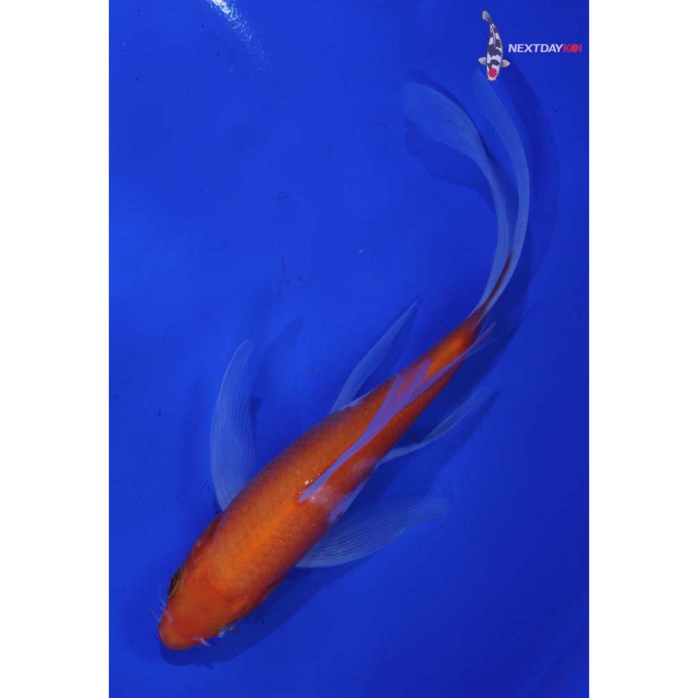 6” Imported Kohaku Butterfly Koi