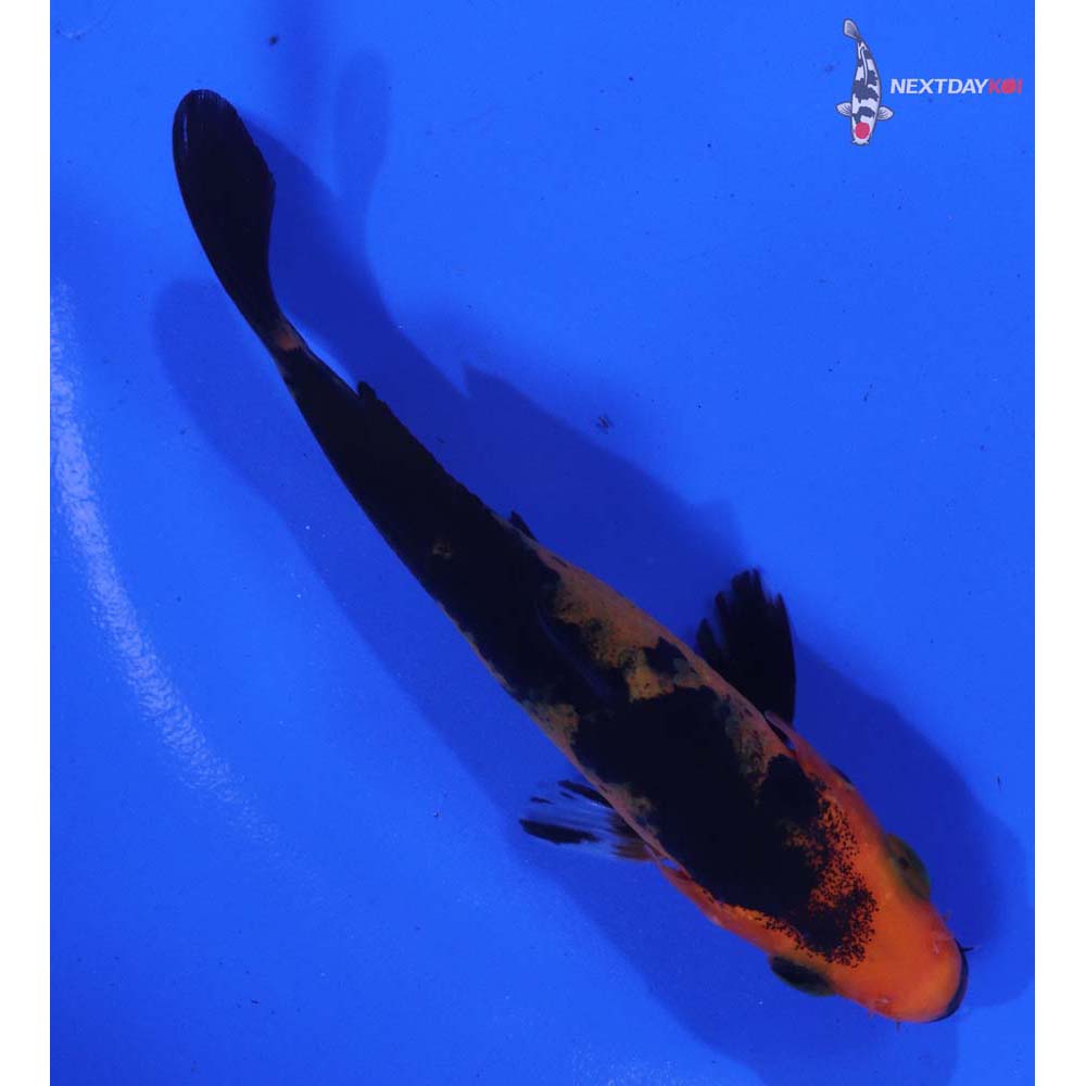 4” Imported Aka Bekko