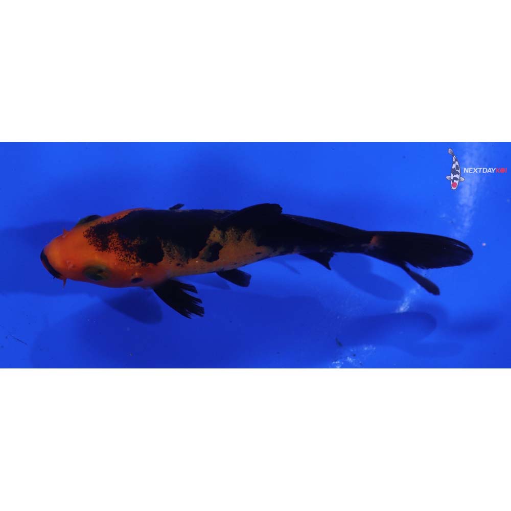 4” Imported Aka Bekko