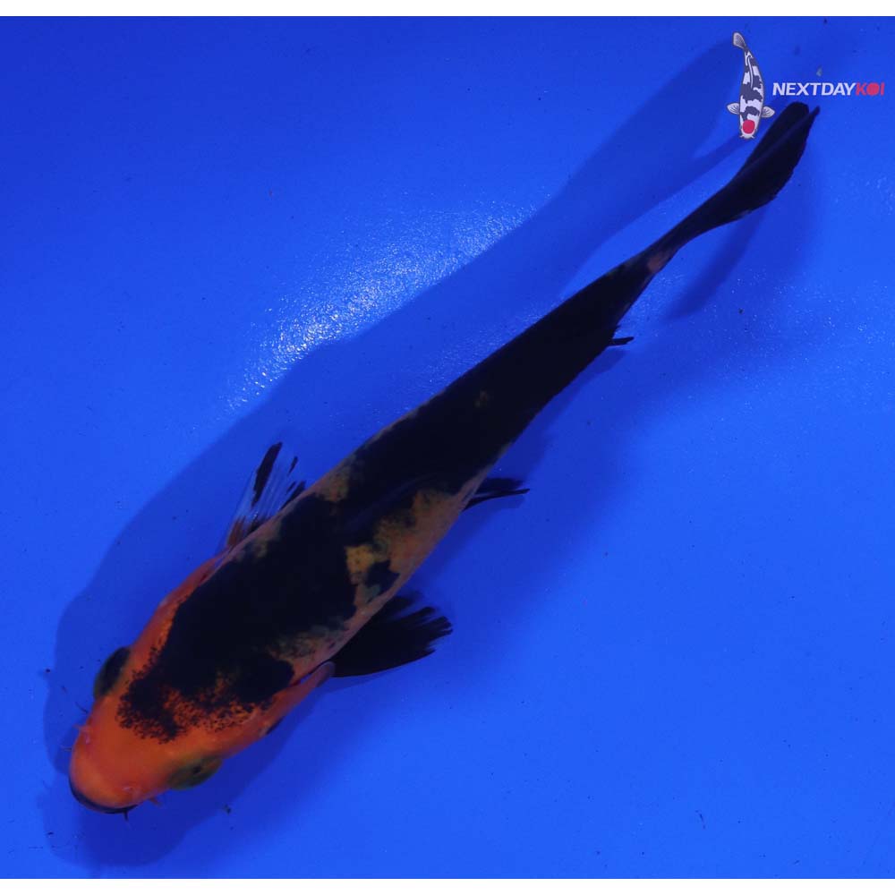 4” Imported Aka Bekko