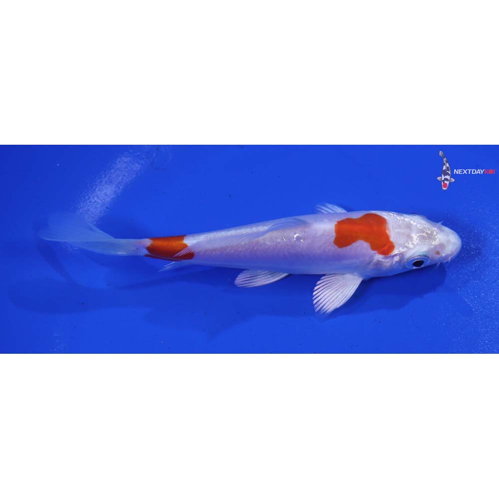 4.5” Imported Kikusui