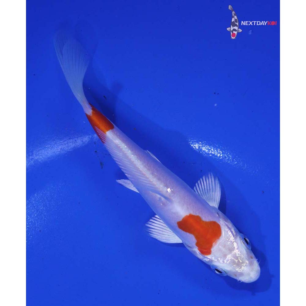 4.5” Imported Kikusui